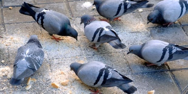 Palomas en parque