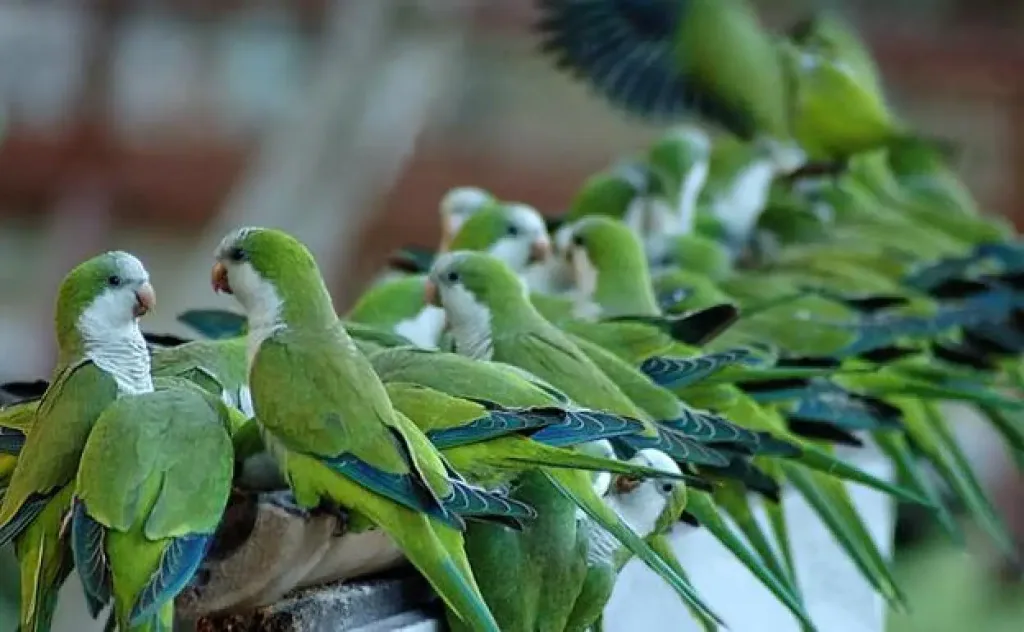 cotorras argentinas