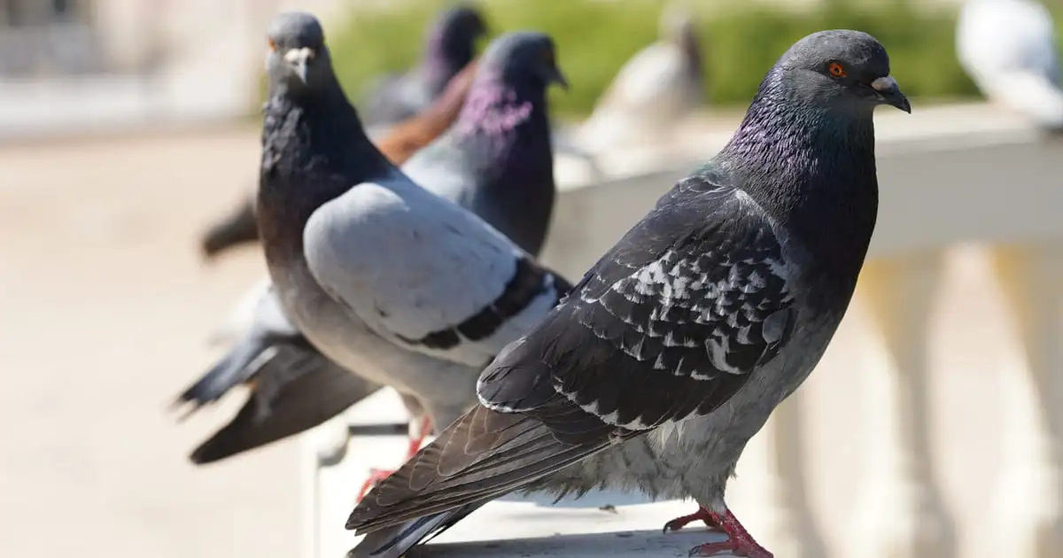 Pichos antipalomas